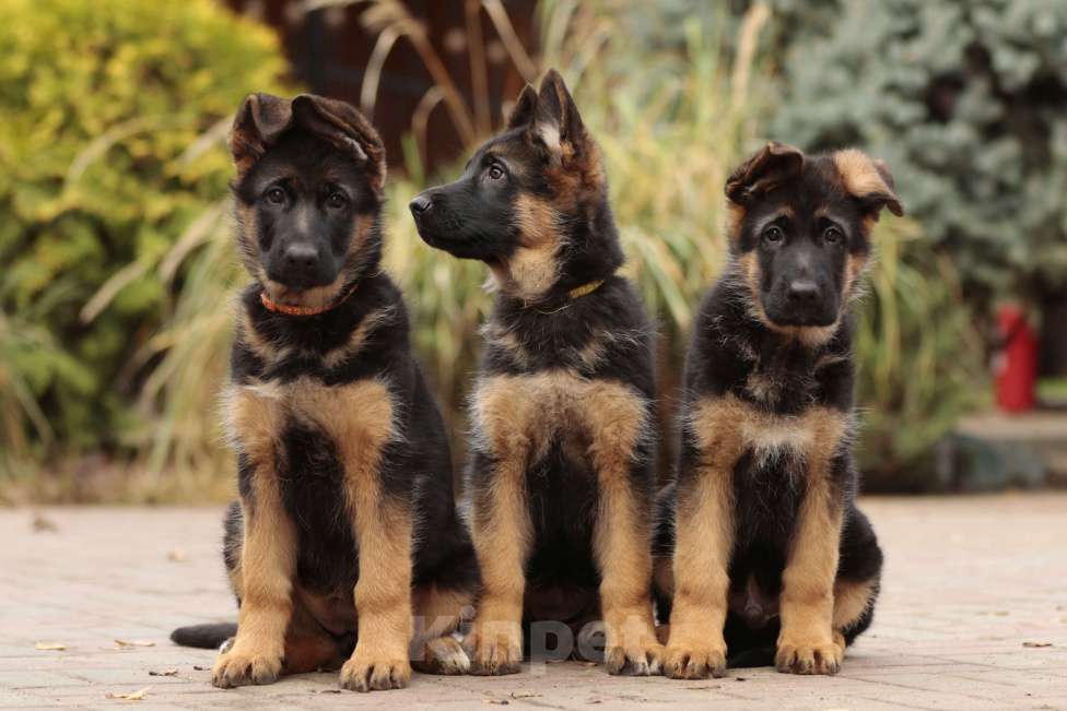 Собаки в Раменском: Великолепная принцеса  Девочка, 55 000 руб. - фото 5