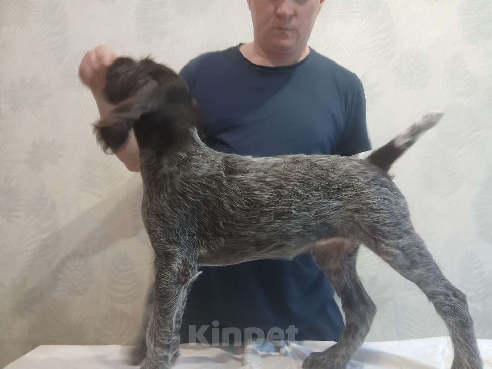 Собаки в Перми: Щенок дратхаара Девочка, 50 000 руб. - фото 4