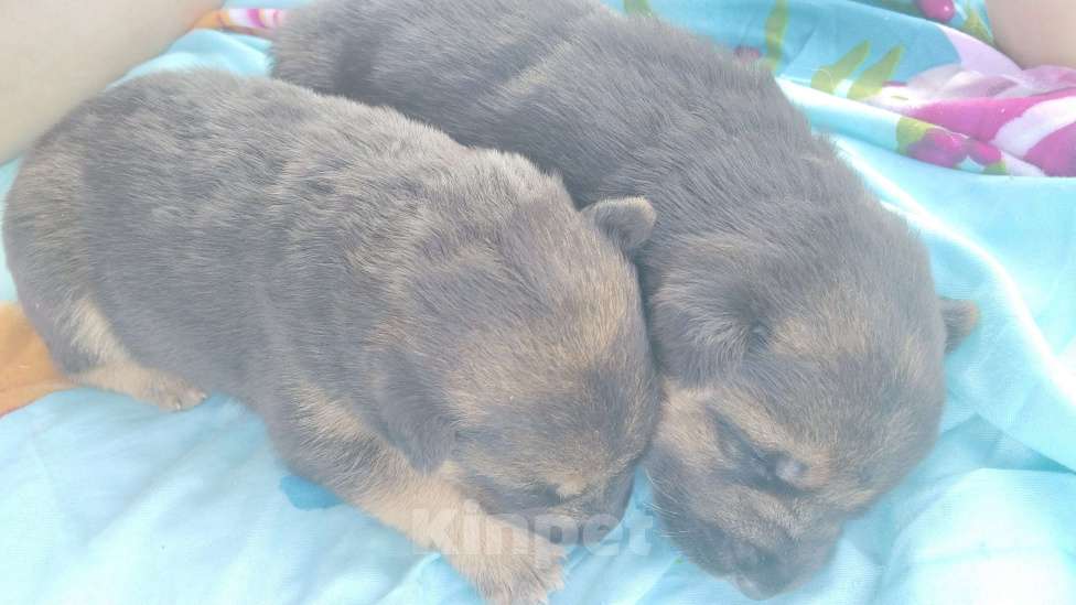 Собаки в Москве: Истеричка Девочка, 1 000 руб. - фото 4