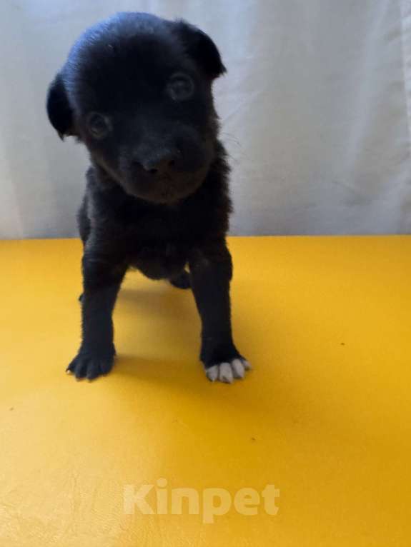 Собаки в Москве: Гришенька ищет родителей Мальчик, Бесплатно - фото 3