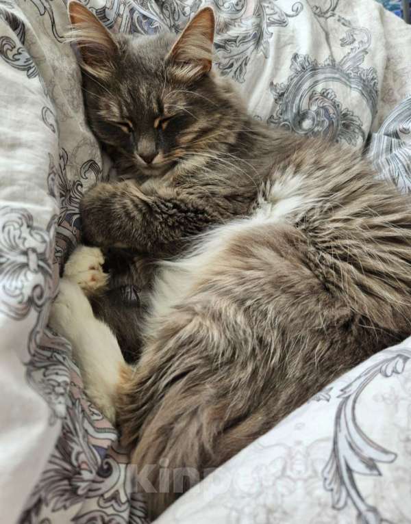 Кошки в Ковровом: Отдам кошку мышеловку в добрые руки Девочка, Бесплатно - фото 2