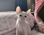 Кошки в Москве: Котенок Корниш Рекс Мальчик, Бесплатно - фото 4