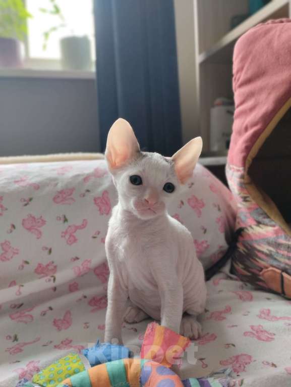 Кошки в Москве: Котенок Корниш Рекс Мальчик, Бесплатно - фото 4