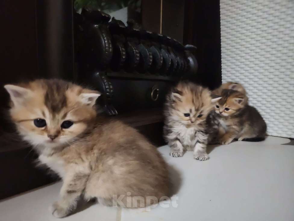 Кошки в Москве: Шотландские  котята  Мальчик, 25 000 руб. - фото 3