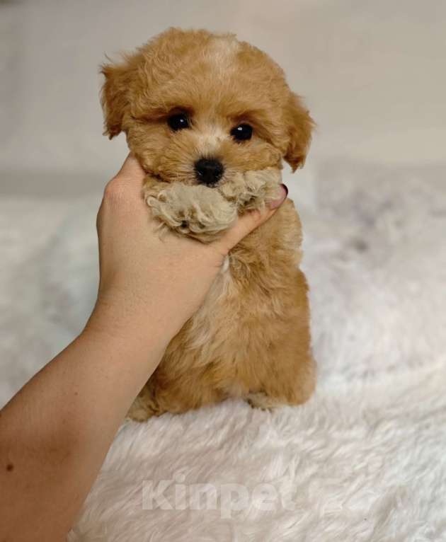 Собаки в Москве: Мальтипу Тедди девочка Девочка, 125 000 руб. - фото 3
