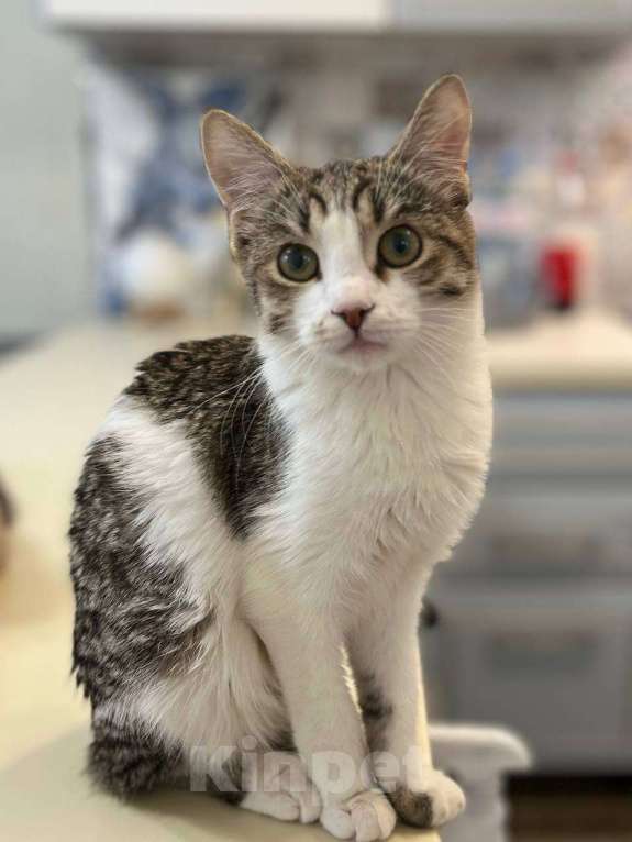 Кошки в Москве: Котенок Гатс ищет дом Мальчик, Бесплатно - фото 3