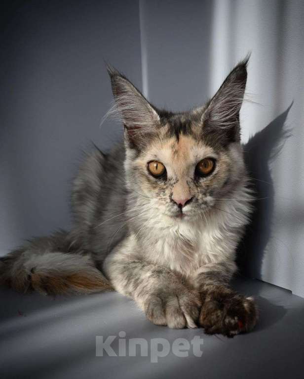 Кошки в Краснодаре: Котенок Мейн-Кун Девочка, Бесплатно - фото 1