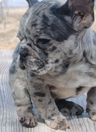 Собаки в Москве: Французский бульдог мальчик Мальчик, 30 000 руб. - фото 3