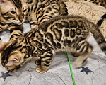 Кошки в Лыткарино: Котенок бенгальской породы 2 мес Мальчик, 16 000 руб. - фото 4