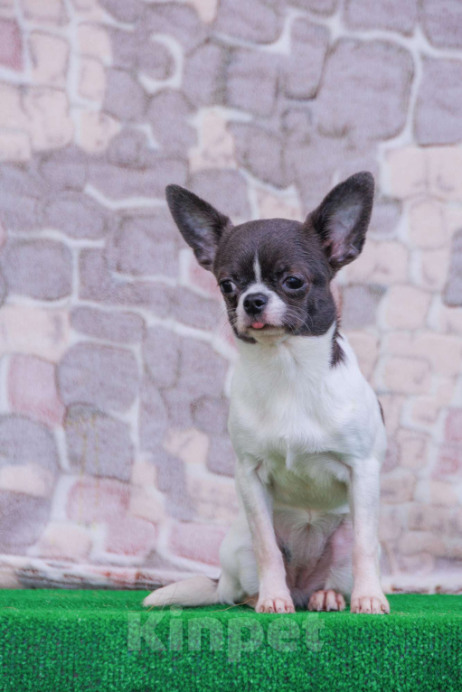 Собаки в Москве: Девочка в горошек Девочка, 35 000 руб. - фото 3