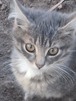 Котенок