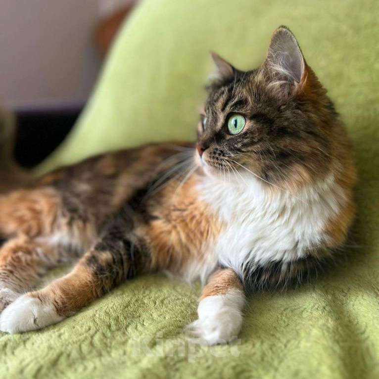 Кошки в Москве: Василисе 8 лет — таких обычно не хотят укотовлять... Но вдруг случится чудо?  Девочка, Бесплатно - фото 3