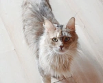 Кошки в Раменском: Девочки Мейн куна Девочка, Бесплатно - фото 2