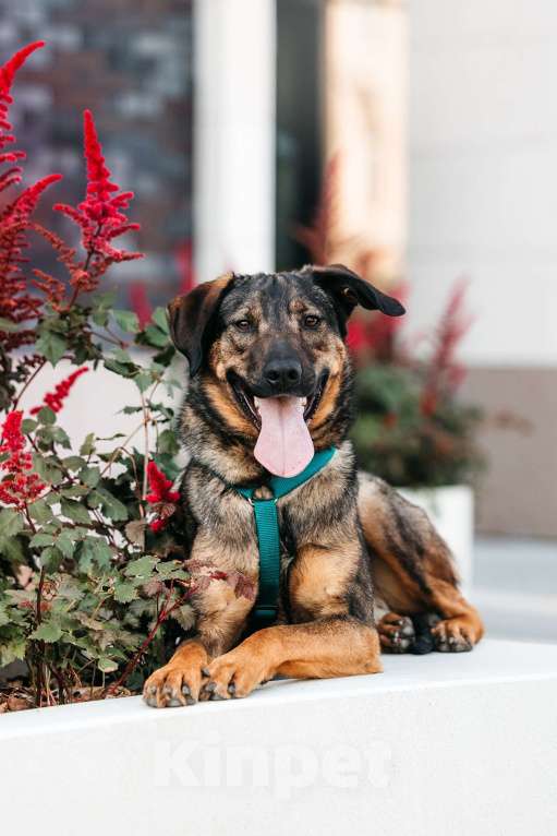 Собаки в Москве: Идеальный Ирвин ищет дом Мальчик, Бесплатно - фото 3