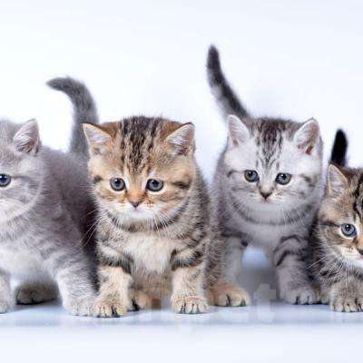 Кошки в Иркутске: Продам чистокровного британского котёнка. Девочка, 20 000 руб. - фото 3