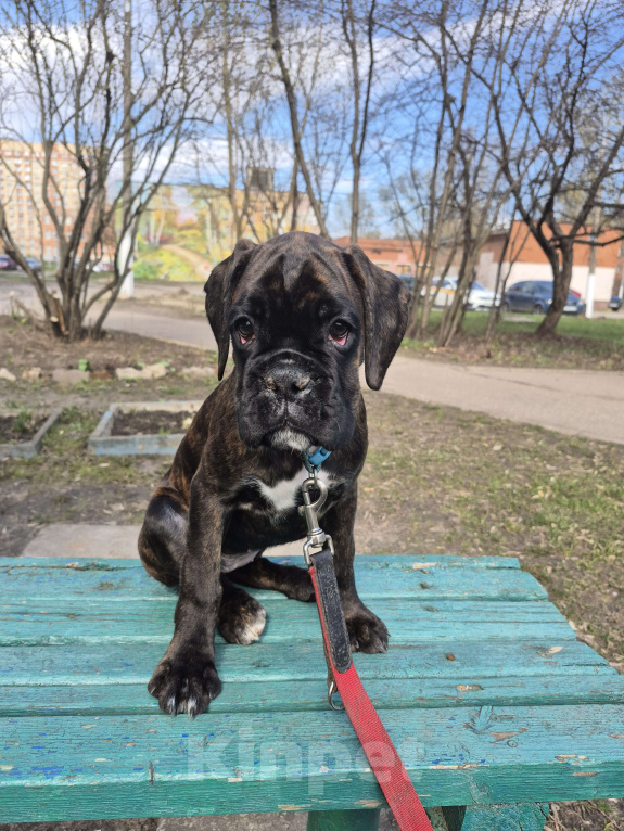 Собаки в других городах Московской области: Щенки боксера Девочка, 70 000 руб. - фото 1