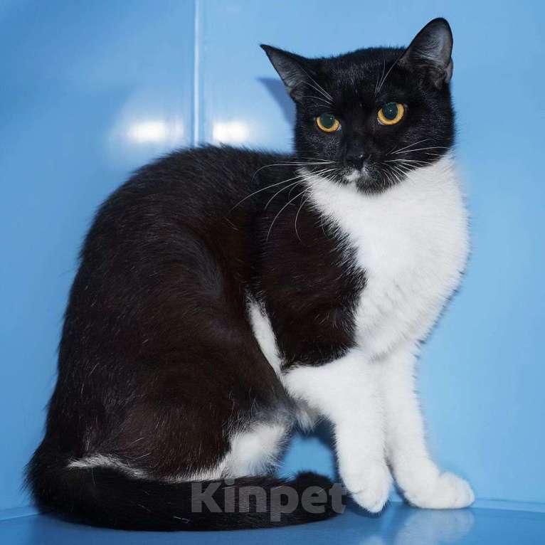 Кошки в Москве: Никто не заберет Николь Девочка, Бесплатно - фото 2