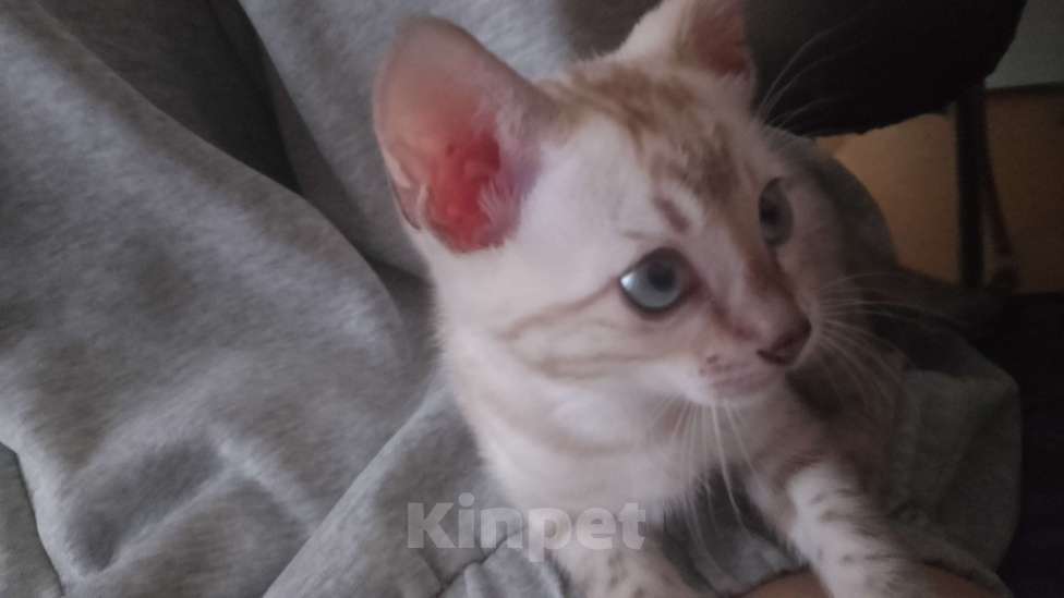 Кошки в Кемерово: Продам бенгальского котенка  Мальчик, 12 000 руб. - фото 1