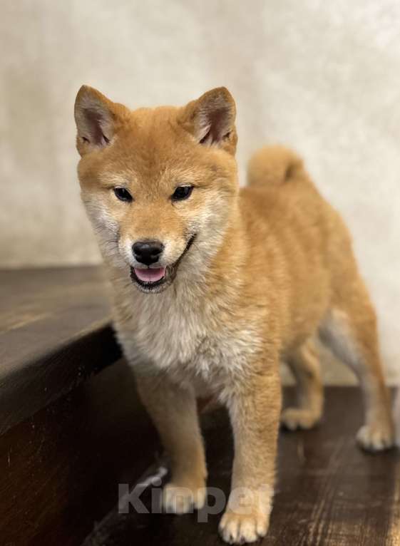 Собаки в Балашихе: Мальчик сиба ину Мальчик, 35 000 руб. - фото 2