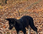Собаки в Химках: Барс в поиске надёжного дома Мальчик, Бесплатно - фото 9