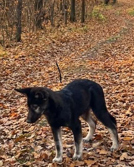 Собаки в Химках: Барс в поиске надёжного дома Мальчик, Бесплатно - фото 9
