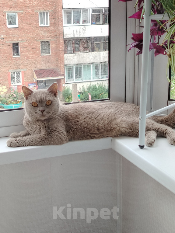 Кошки в Иркутске: Британская короткошерстная Девочка, Бесплатно - фото 7