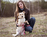 Собаки в Москве: Миниатюрная очаровательная блондинка (10 кг) Девочка, Бесплатно - фото 5