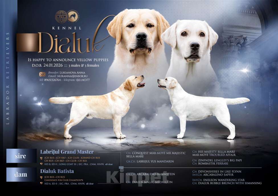 Собаки в Раменском: Лабрадор щенок кобель Мальчик, 120 000 руб. - фото 3