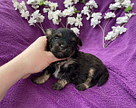 Собаки в Москве: Чёрный йорк мальчик без перецвета Мальчик, 50 000 руб. - фото 4
