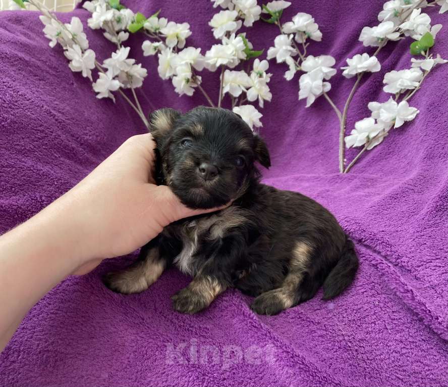 Собаки в Москве: Чёрный йорк мальчик без перецвета Мальчик, 50 000 руб. - фото 4