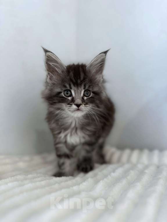 Кошки в Москве: Мейн-кун котенок NS Мальчик, 80 000 руб. - фото 1