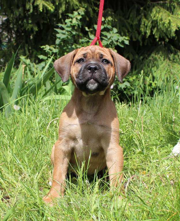 Собаки в Брянске: Предлагаются щенки Кане Корсо Девочка, 50 000 руб. - фото 4