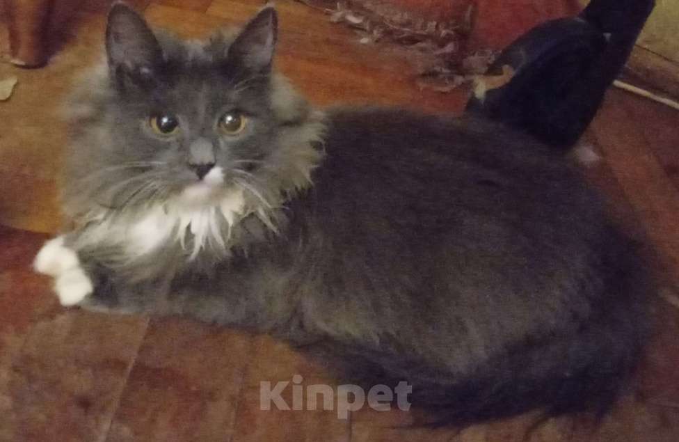 Кошки в Москве: Серенькая с белым  маленькая сибирячка Девочка, 15 000 руб. - фото 3