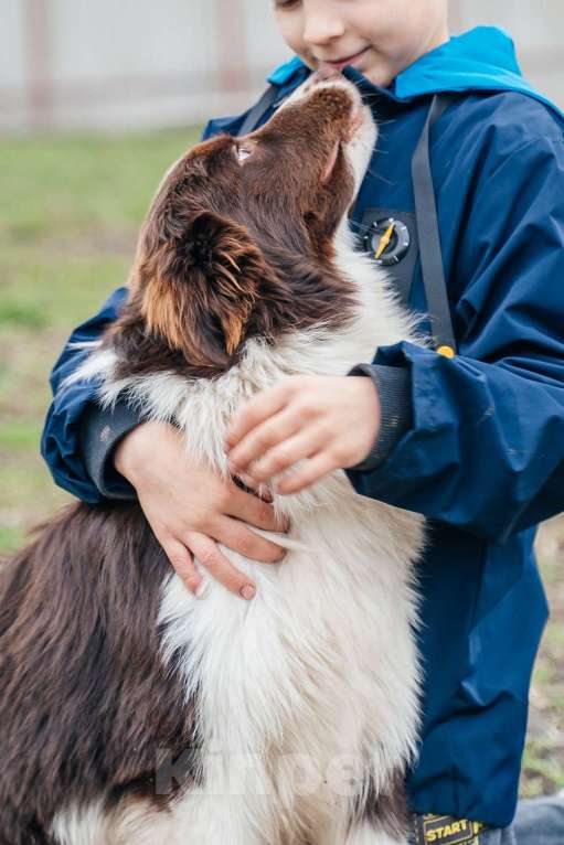 Собаки в Москве: Кобель 7 мес. Документы РКФ Мальчик, 70 000 руб. - фото 2