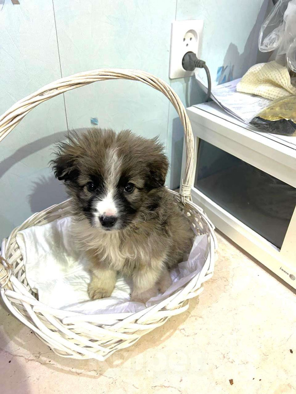 Собаки в Москве: Маленькая девочка-щенок ищет дом Девочка, Бесплатно - фото 1