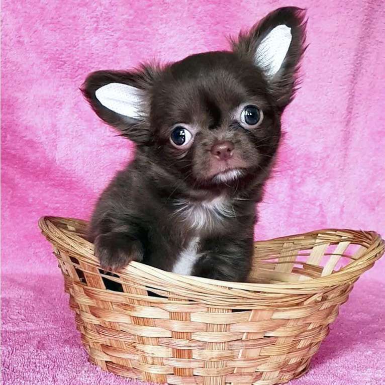 Собаки в Зеленограде: Чихуахуа шоколадка Девочка, 55 000 руб. - фото 5