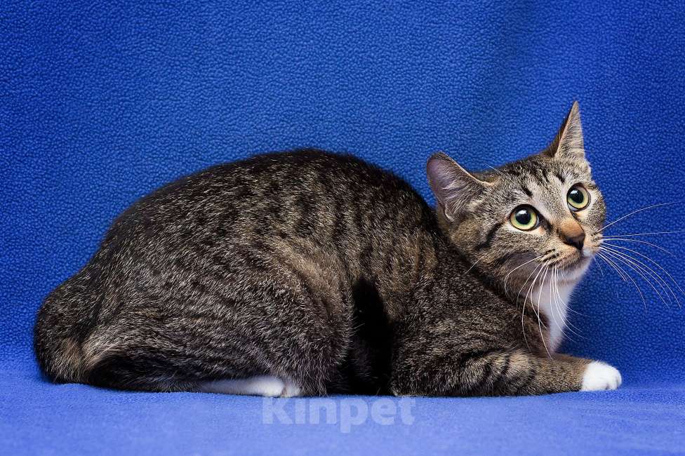 Кошки в Москве: Гоняли всем двором... Девочка, Бесплатно - фото 3