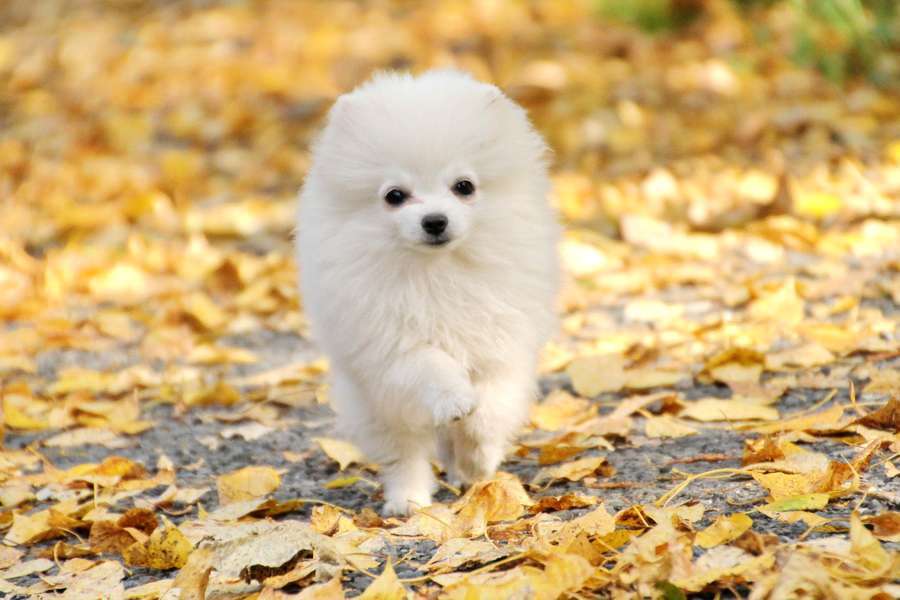 Собаки в Москве: щенок померанского шпица белого окраса Мальчик, 45 000 руб. - фото 2