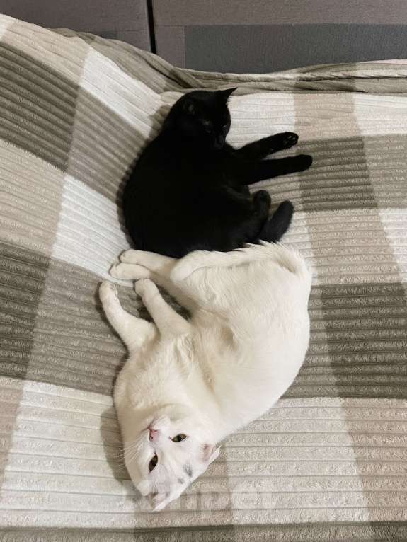 Кошки в Ставрополе: Кошка умная,ласковая Девочка, Бесплатно - фото 2