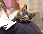 Кошки в Москве: Котенок Лея ищет дом Девочка, Бесплатно - фото 3