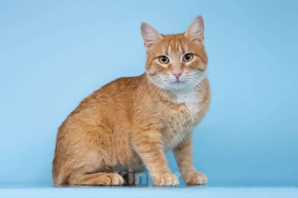 Кошки в Москве: кошка Морошка ищет дом Девочка, Бесплатно - фото 3