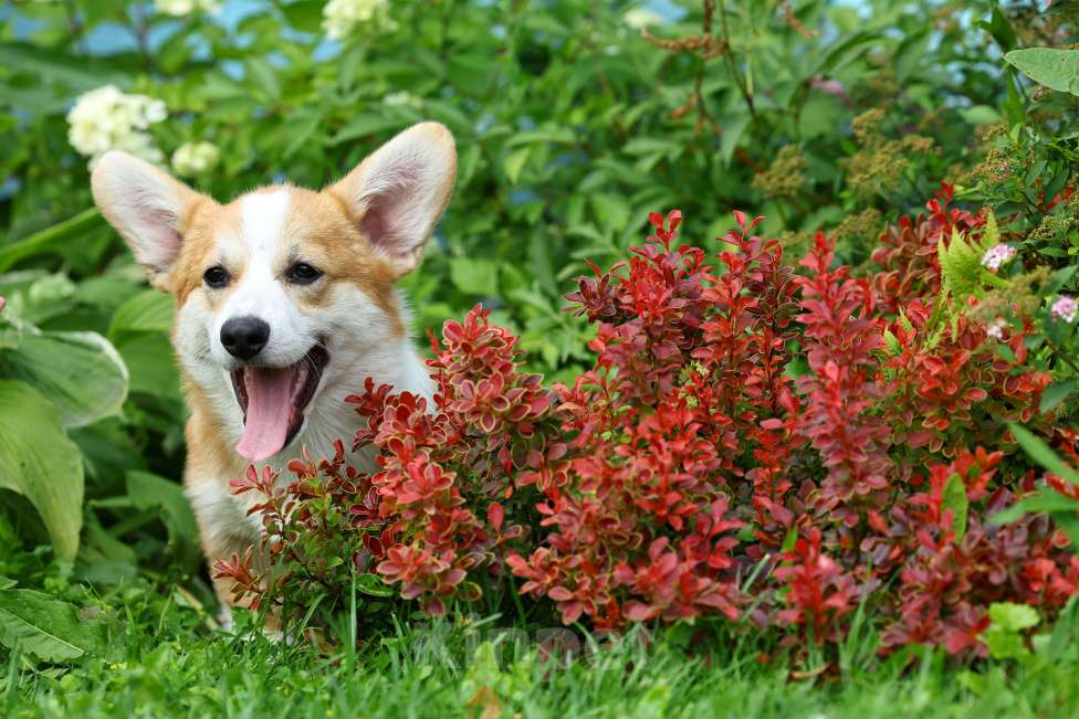 Собаки в Казани: Щенок вельш корги пемброк  Мальчик, 70 000 руб. - фото 2