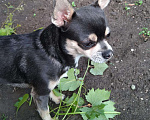Собаки в Жигулевске: Вязка чихуахуа голубой окрас, 1 руб. - фото 1