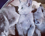 Кошки в Ливны: Котенок русский голубой. Породистые котята, 45 000 руб. - фото 10