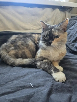 Кошечка ищет дом