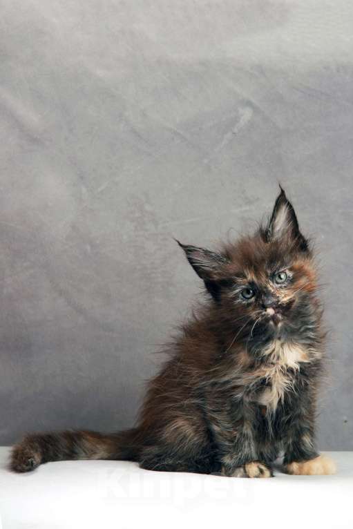 Кошки в Москве: Черепаха Девочка, Бесплатно - фото 2