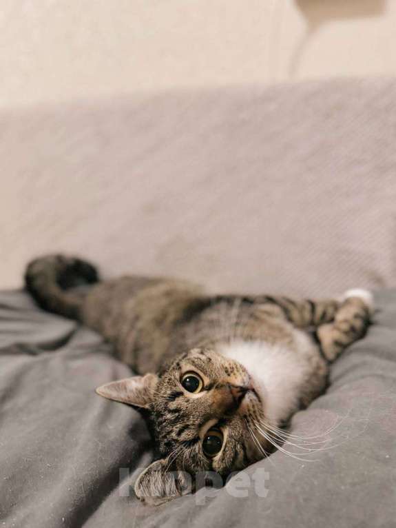 Кошки в Балашихе: Чизкейк Мальчик, Бесплатно - фото 5