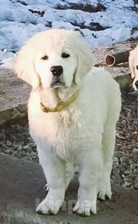 Собаки в Екатеринбурге: Щенок золотистого ретривера Мальчик, 80 000 руб. - фото 1