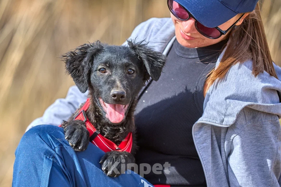 Собаки в Москве: Маленькая собака щенок в дар Девочка, Бесплатно - фото 3