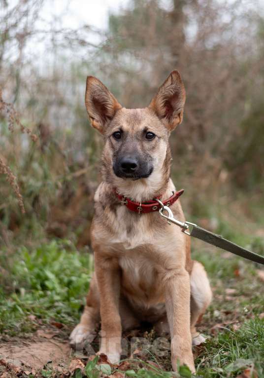 Собаки в других городах Владимирской области: В добрые руки щенок девочка Лилу Девочка, Бесплатно - фото 2